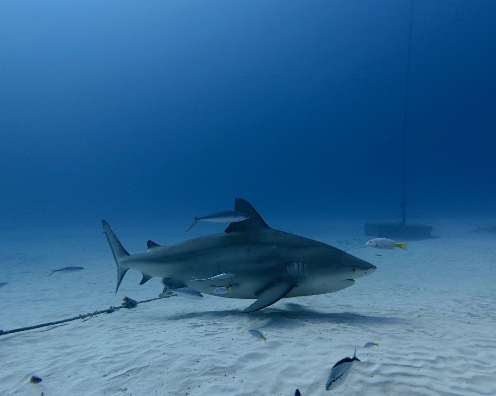 Services Photo Slideshow Size (1) copy