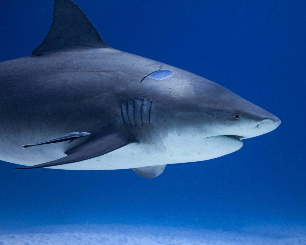 Services Photo Slideshow Size (11)