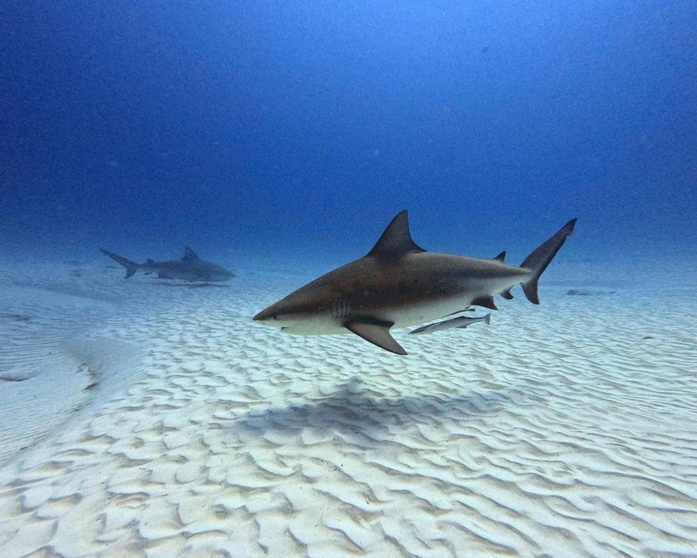 Services Photo Slideshow Size