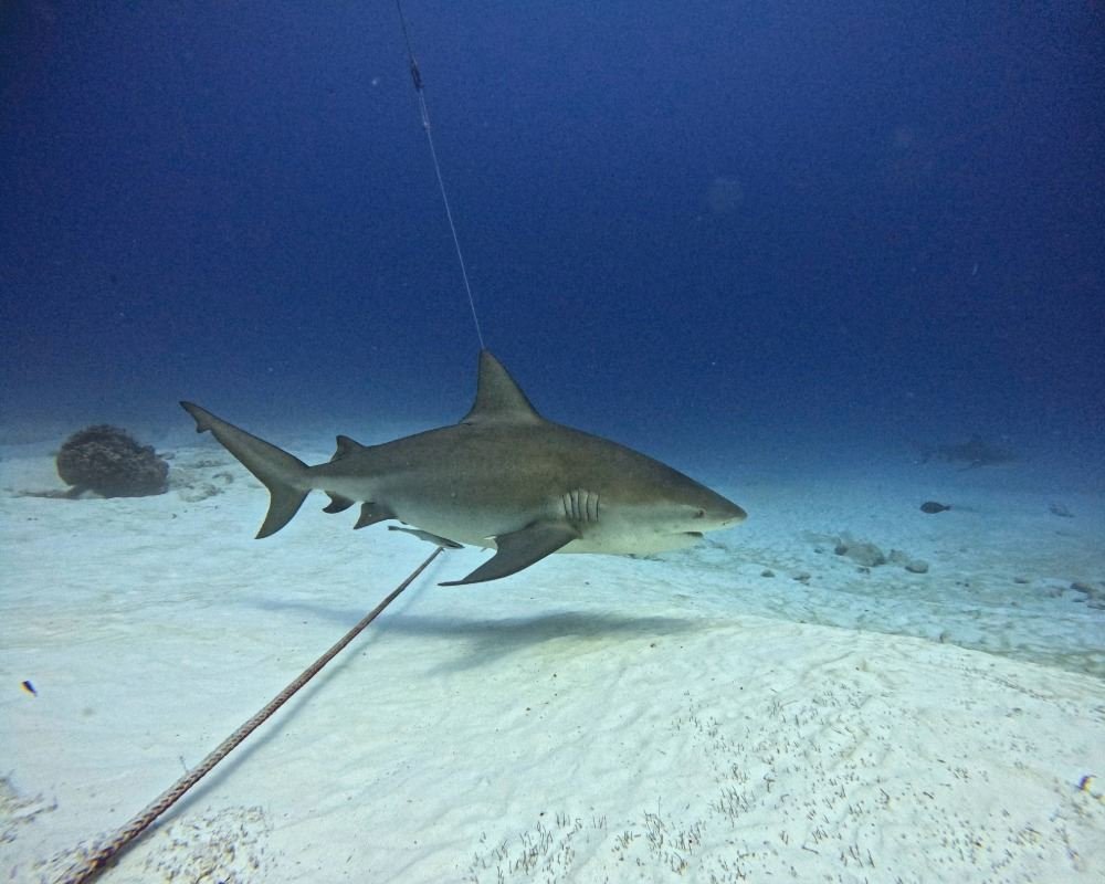 Services Photo Slideshow Size (4)