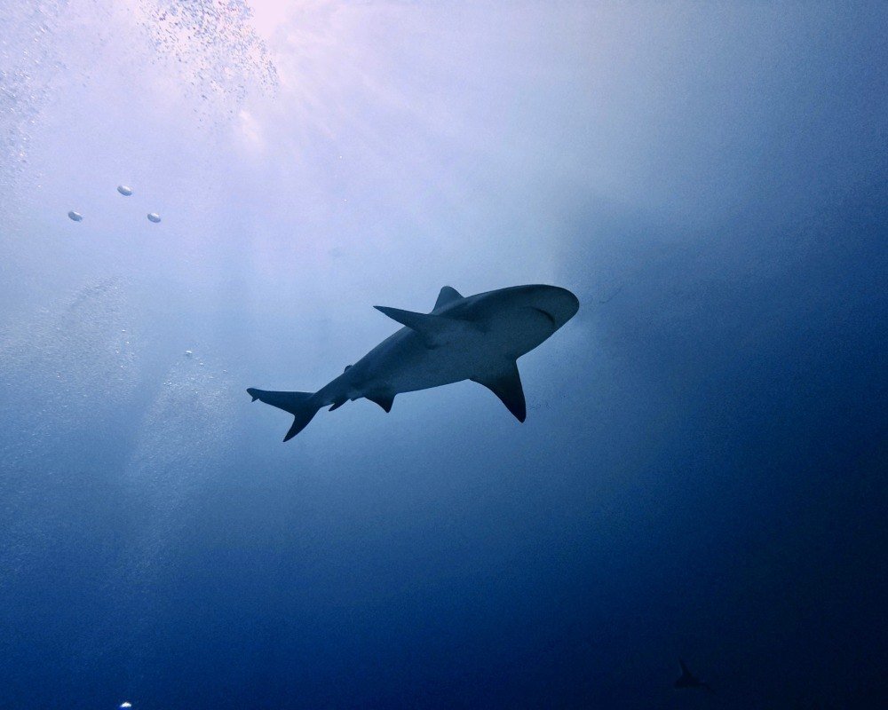 Services Photo Slideshow Size (5)