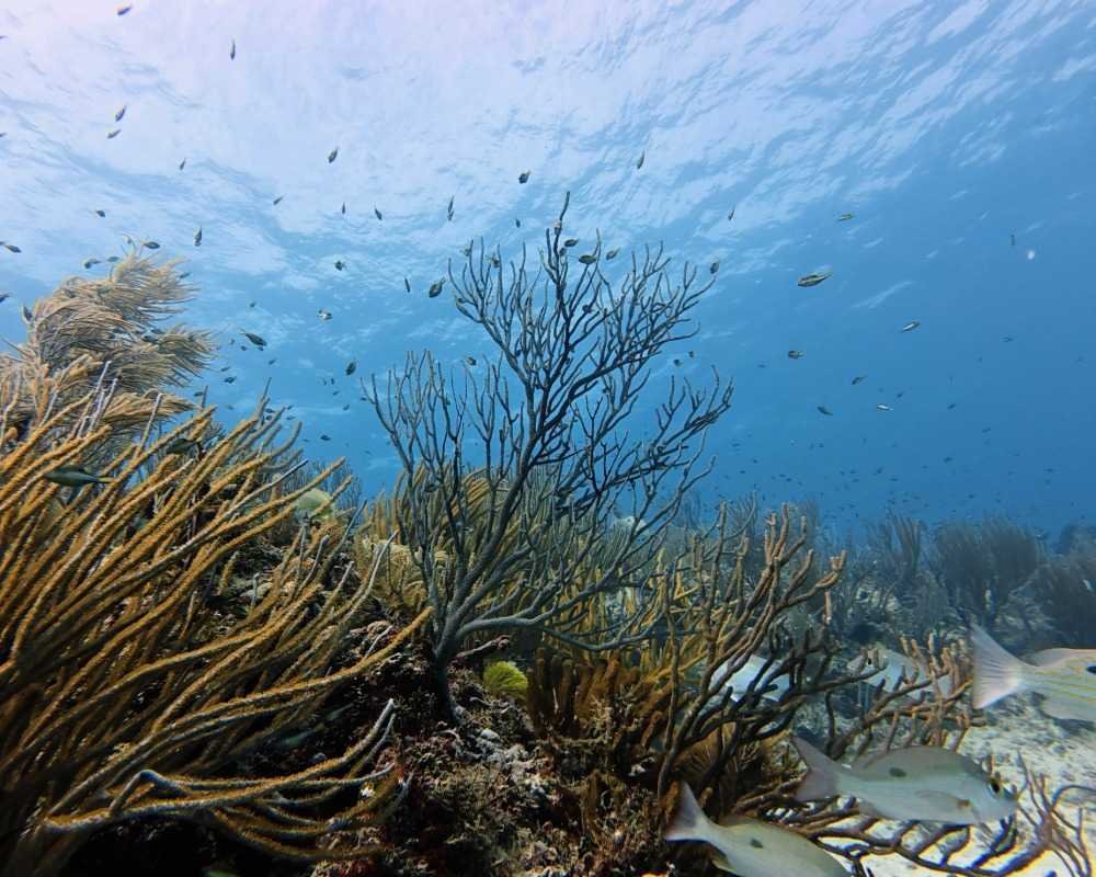 Services Photo Slideshow Size (7)