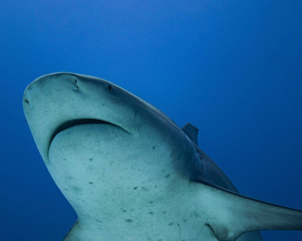 Services Photo Slideshow Size (9)