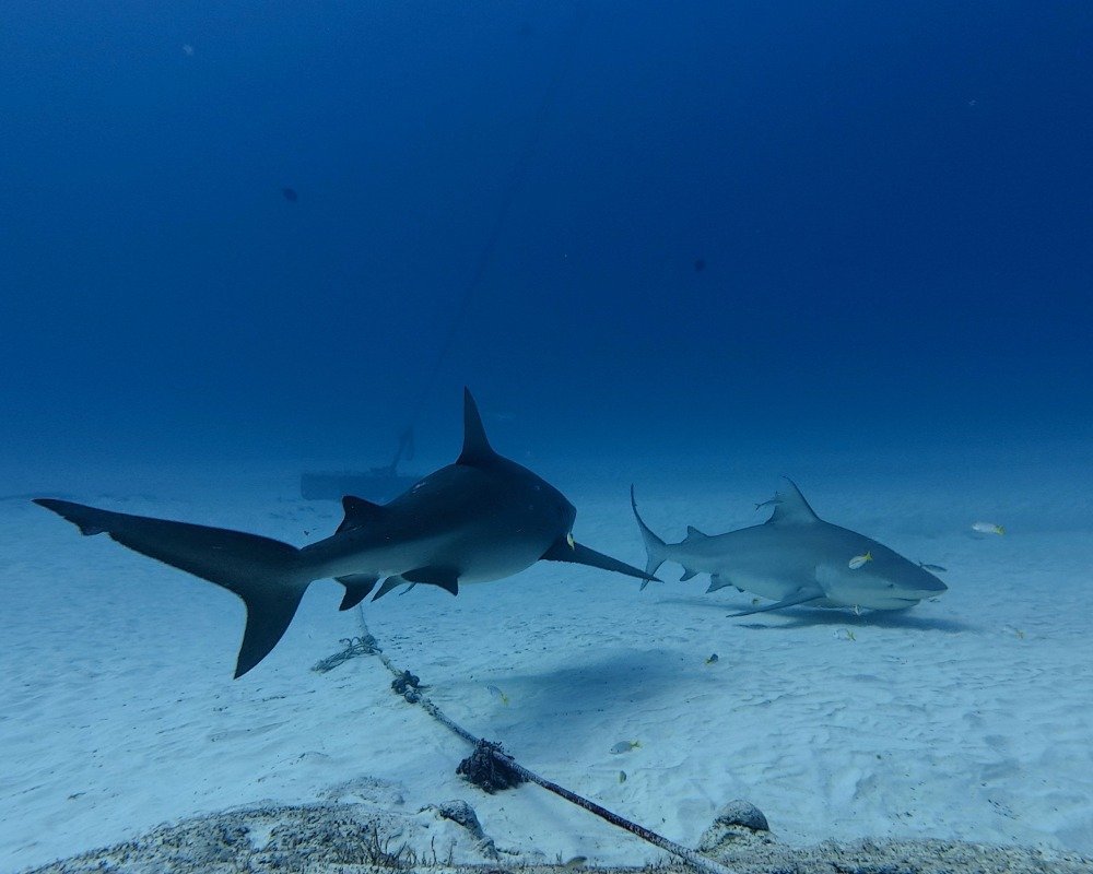 Services Photo Slideshow Size copy