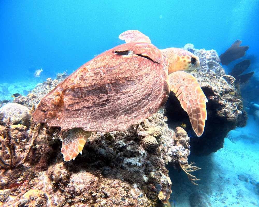 Sin título (2) copy 9